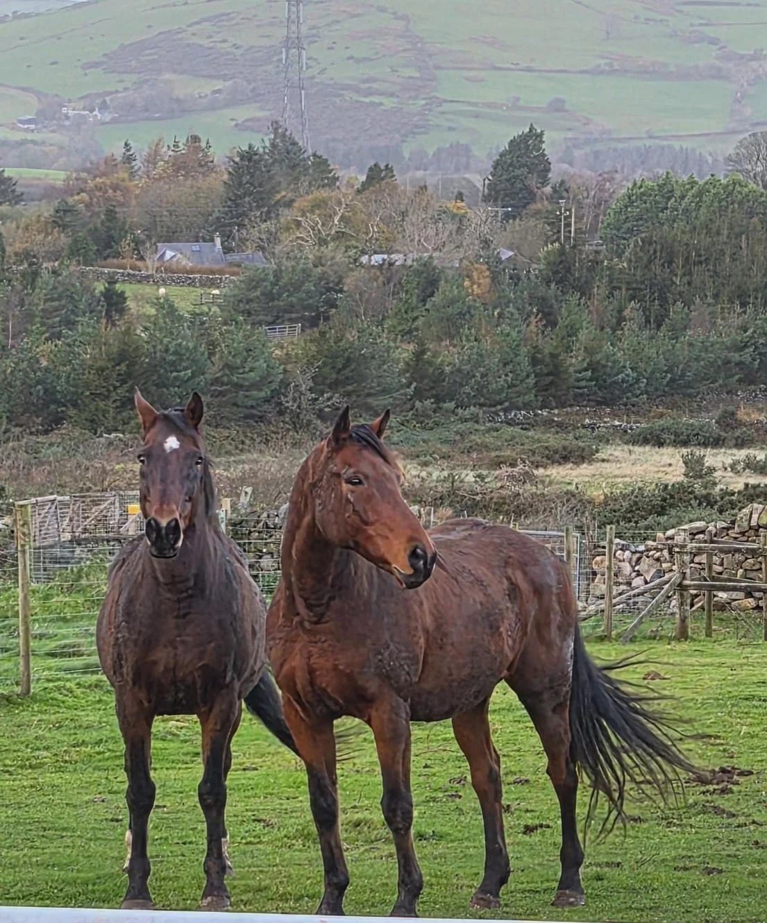 Equine