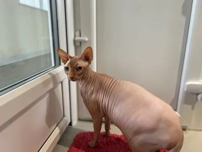 Merlin, adopted