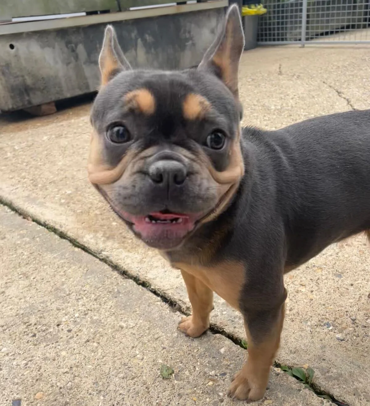 English Bulldog