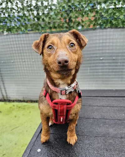 Cookie, adopted