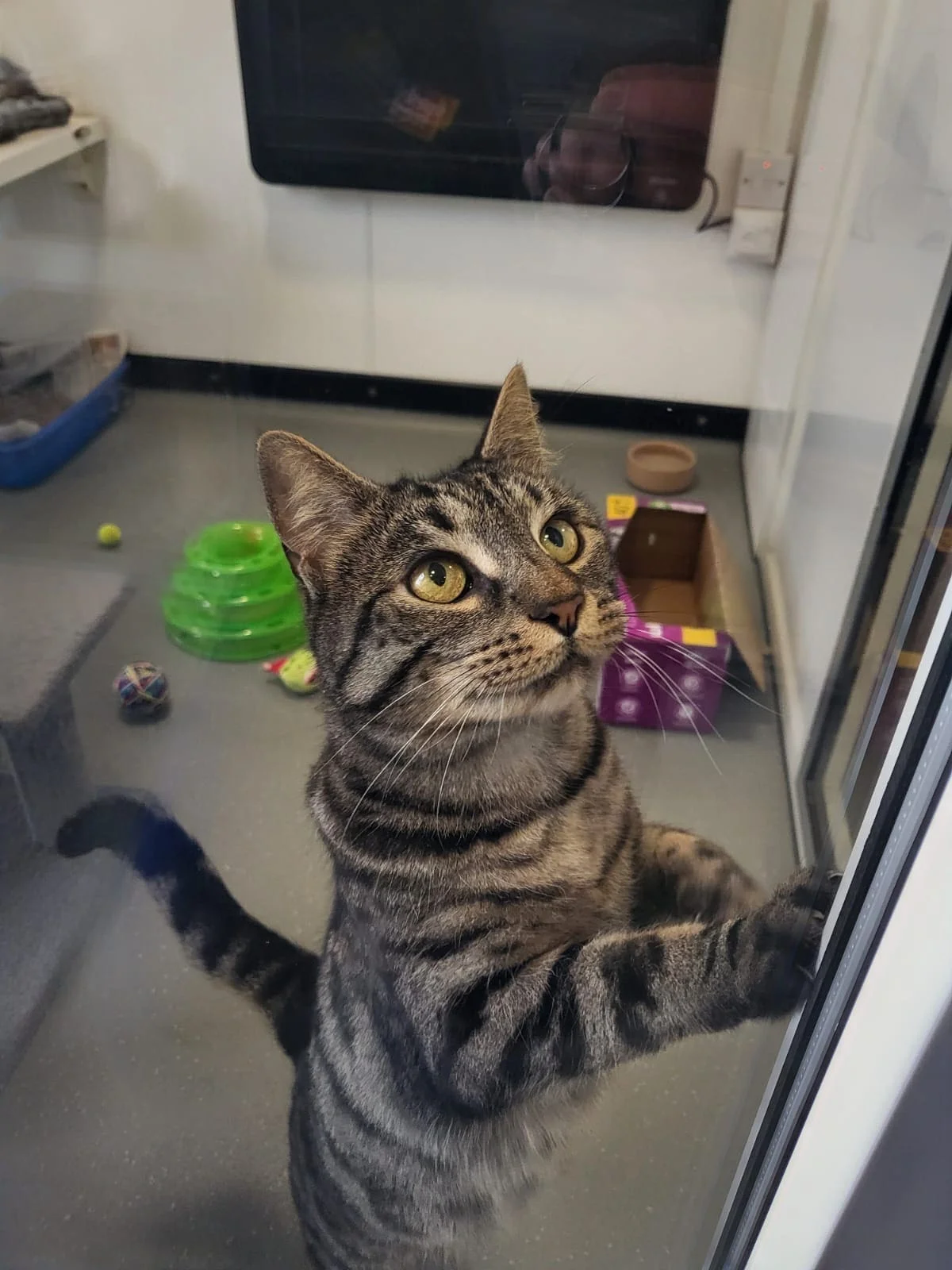 Bengal