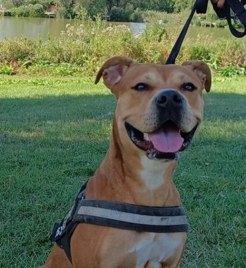 Staffordshire Bull Terrier