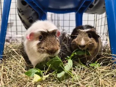 Snowy and Cookie, adopted