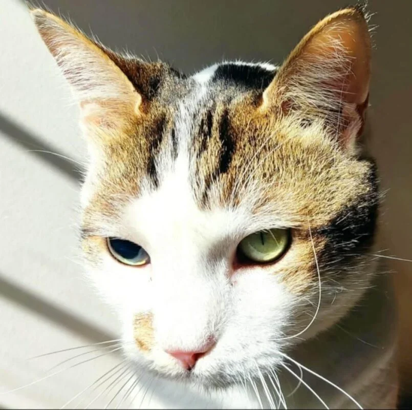 Domestic Shorthair