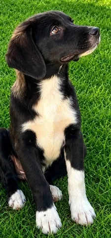 Ermis (Ερμής), adopted