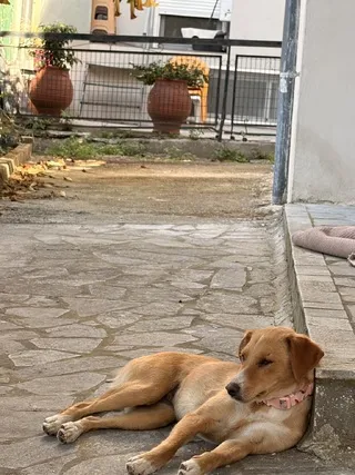 Kanela (Κανέλα), adopted