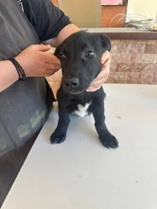 Lara, adopted