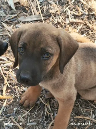 OSKAR (ΟΣΚΑΡ), adopted