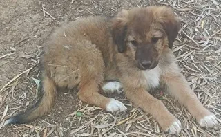 LORA (ΛΩΡΑ), adopted