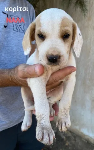 NALA (ΝΑΛΑ), adopted