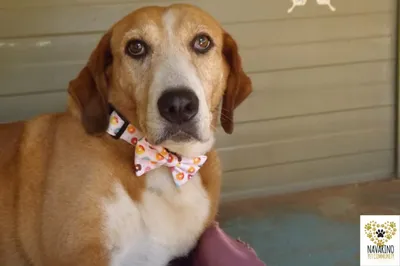 Cookie, adopted