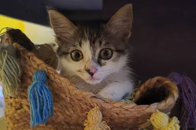Cookie, adopted