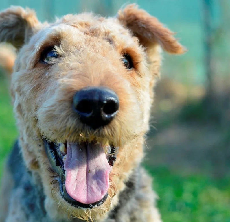 Airedale Terrier