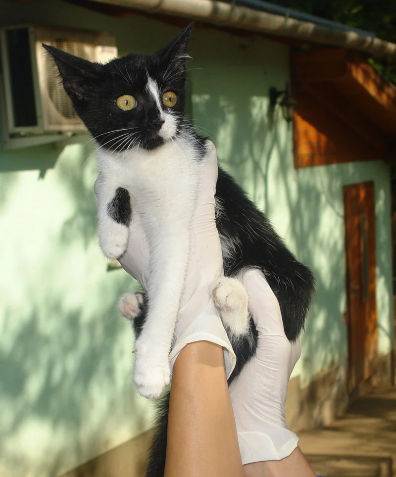 Domestic Shorthair