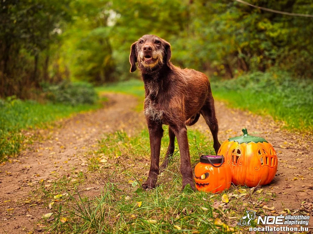 Vizsla