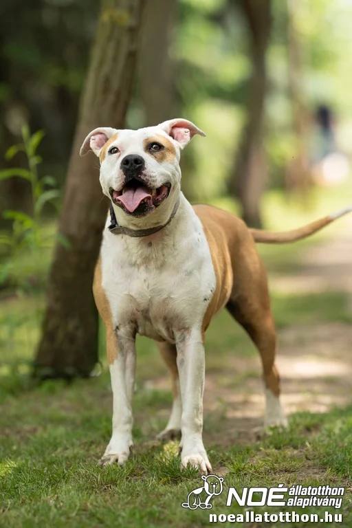 American Staffordshire Terrier
