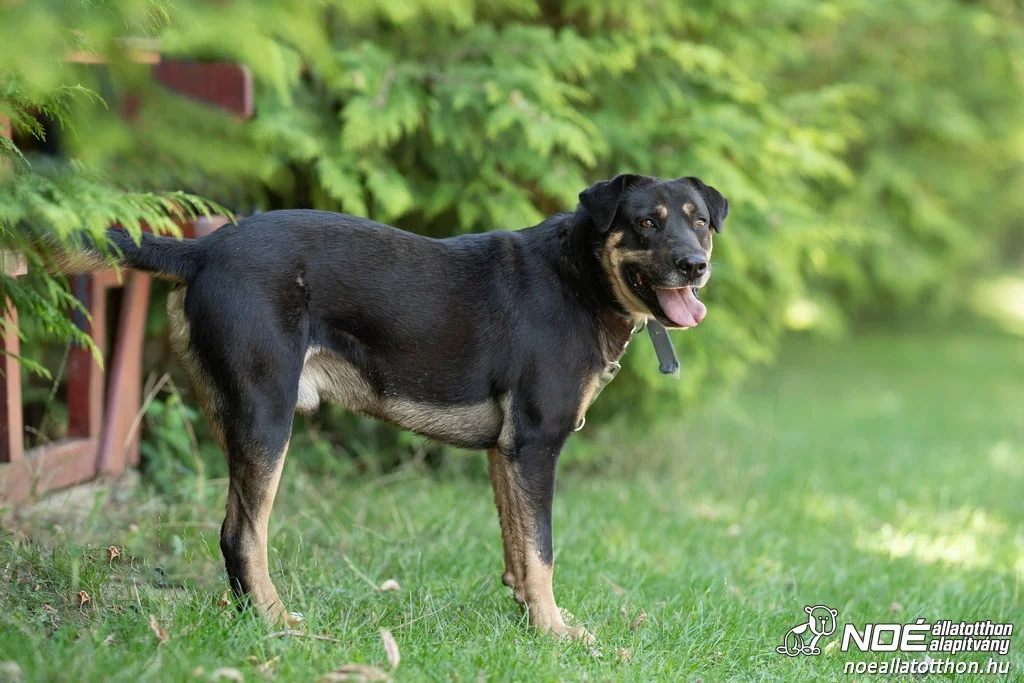 Rottweiler