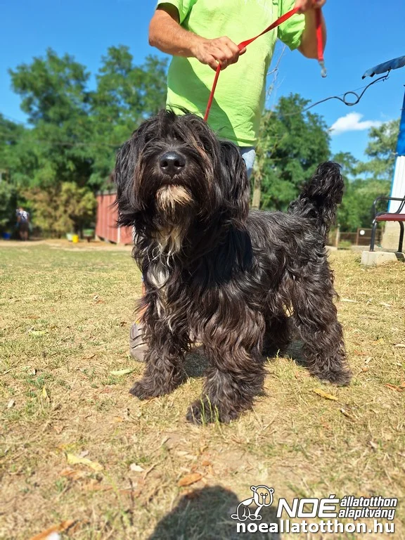 Puli