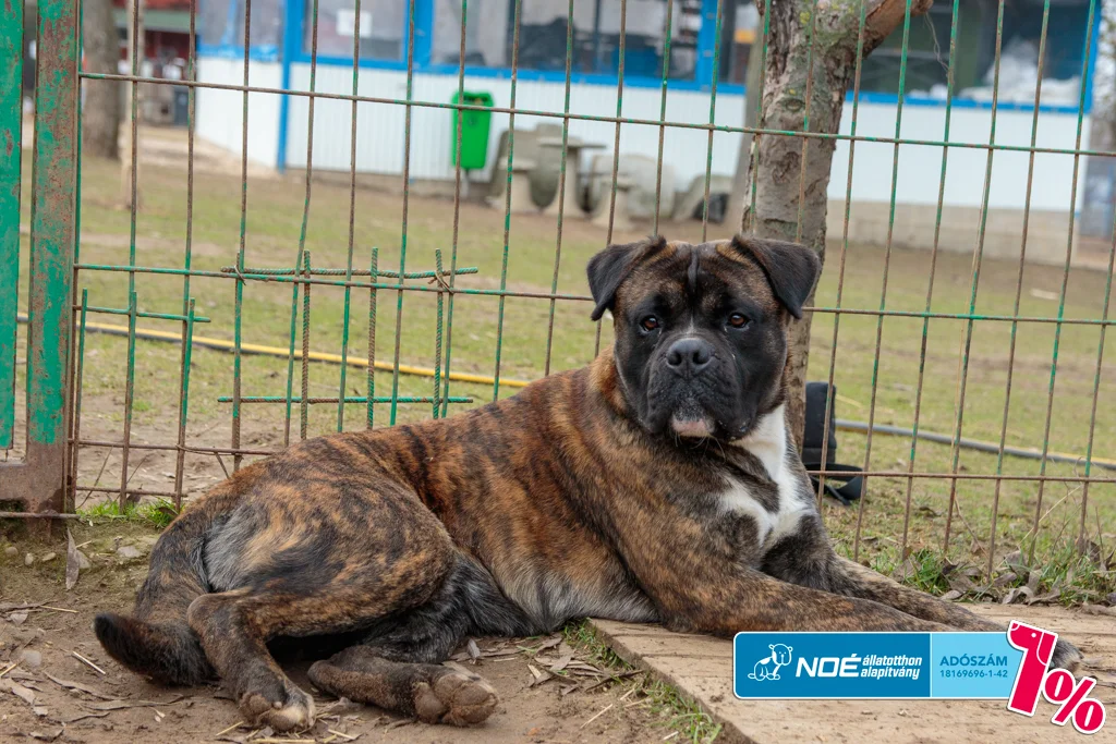 Boxer