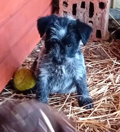 Zsani, adopted
