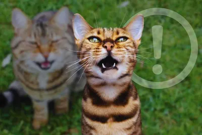 Il tuo gatto non smette di miagolare la notte? C’è più di una ragione dietro: non sottovalutarle, adopted