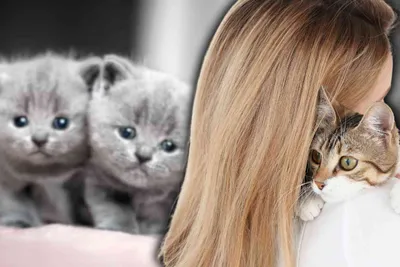 Queste sono le 4 razze di gatti più coccolone con cui vivere: riceverai ogni giorno tantissimo amore, adopted
