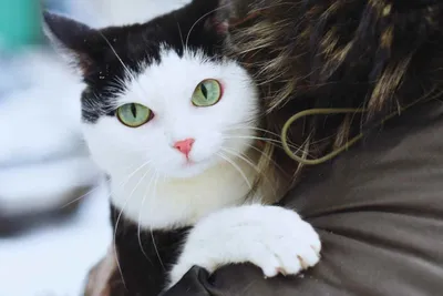 La storia di Tiggy ha commosso il mondo: sfrattata dopo la morte della padrona, ecco cosa fa, adopted