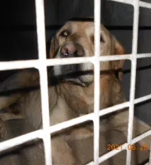 Brúnó, adopted