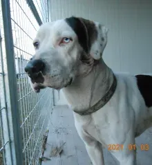 Charlie, adopted