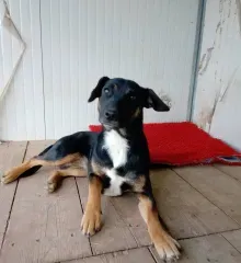 Frida, adopted