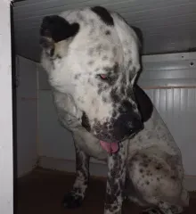 Loki, adopted