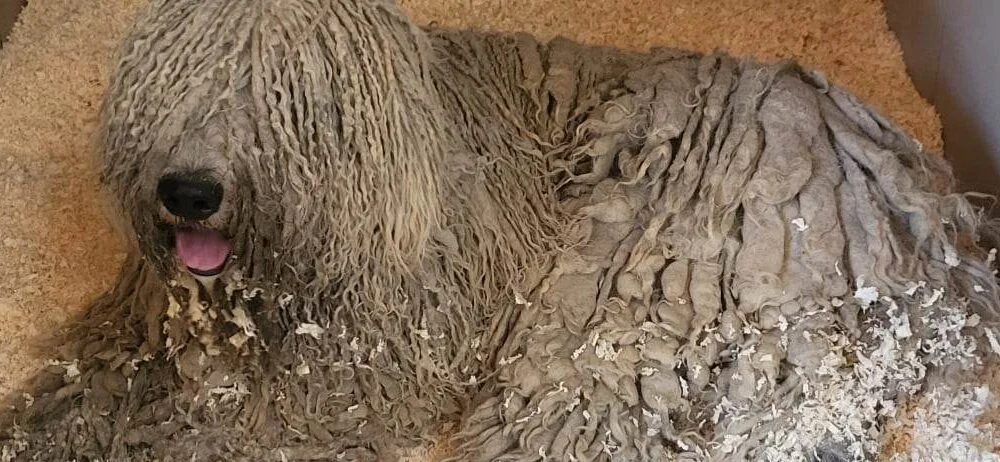 Komondor