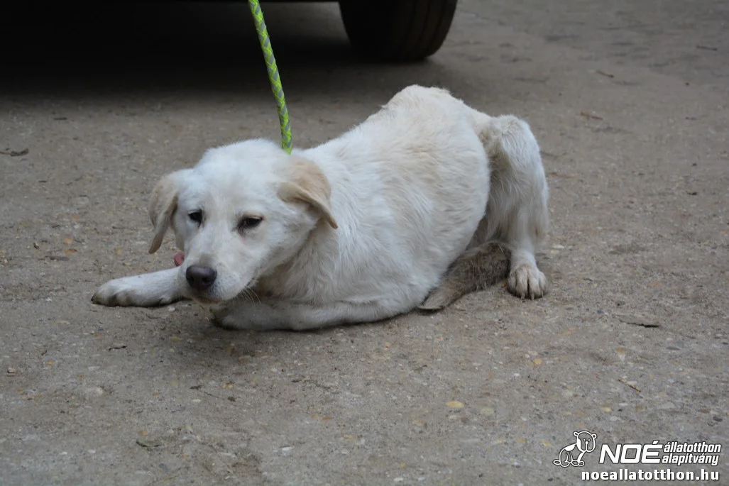 Kuvasz