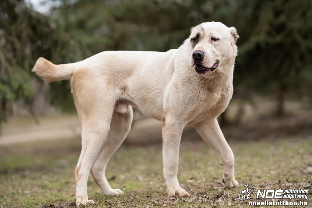 Central Asian Shepherd Dog