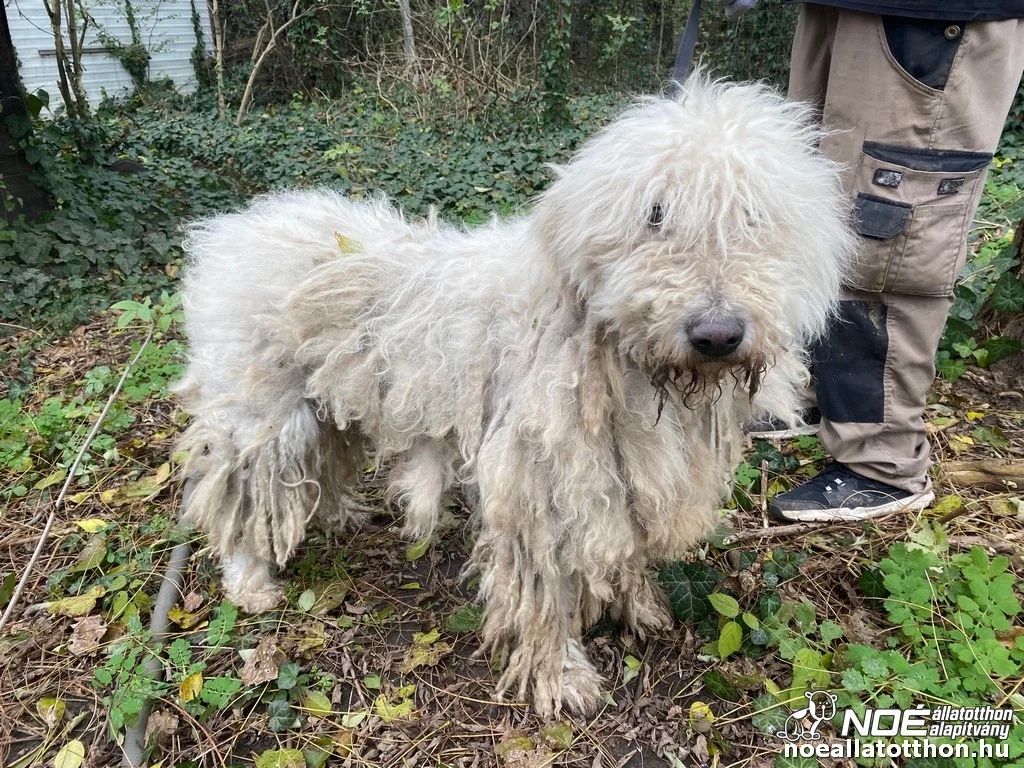 Komondor