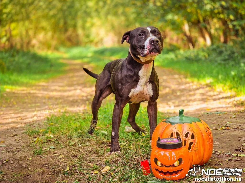 American Bulldog