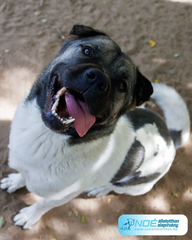 American Akita