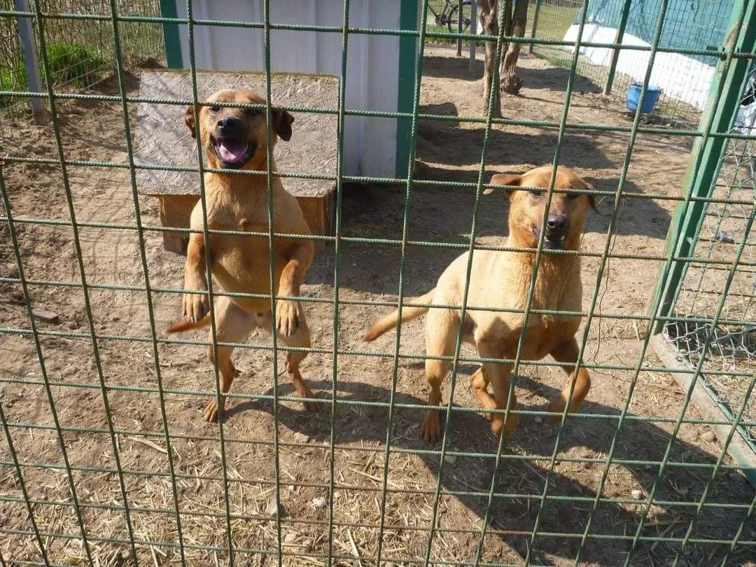 Vizsla
