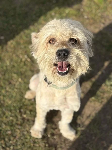 Havanese