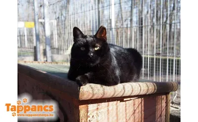 Boti, adopted