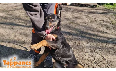 Dóri, adopted