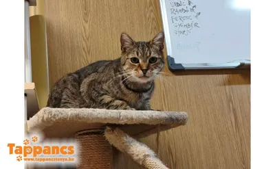 Merlin, adopted