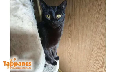 Pantera, adopted