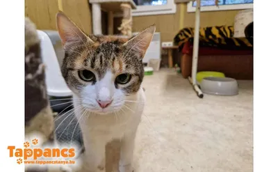 Vadóc, adopted