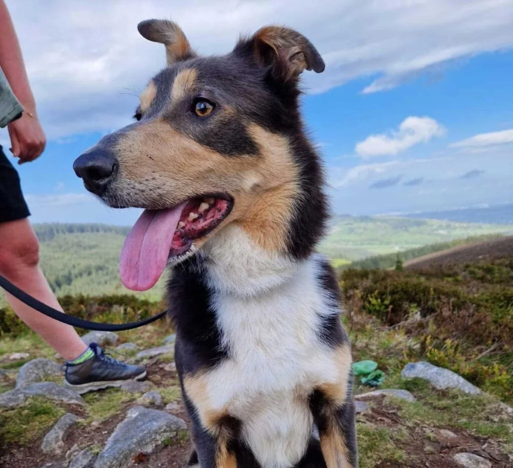 Collie