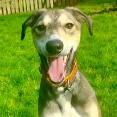 Daxo, adopted
