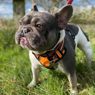 Frankie, adopted