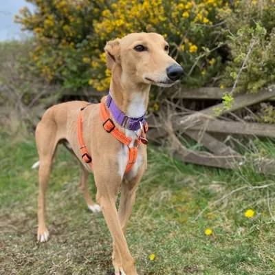 Jasper, adopted