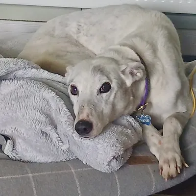Jess(Lifetime Foster), adopted
