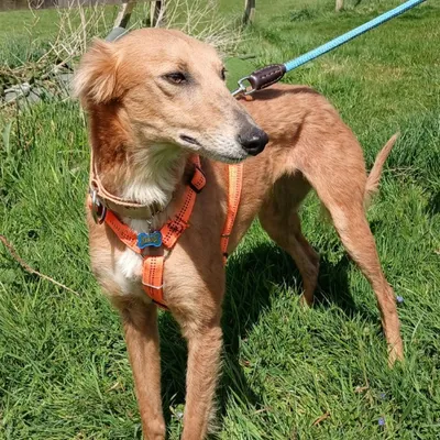 Kimmie, adopted